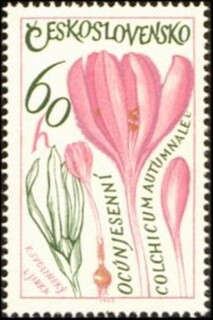 イヌサフラン.チェコスロバキア.1965.jpg