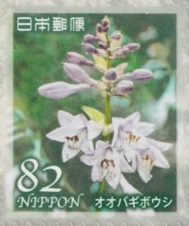 オオバギボウシ.日本.2019.jpg