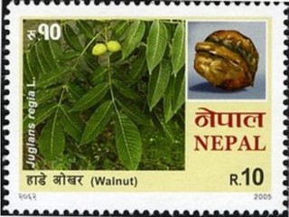 カシグルミ.ネパール.2005.jpg