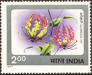 グロリオサ.インド.1977.png