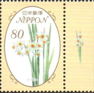 スイセン.2013.jpg