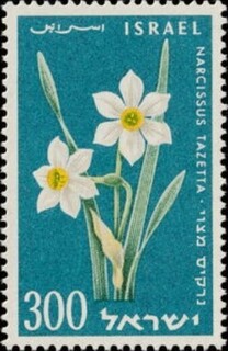 XCZ.CXG.1959.jpg