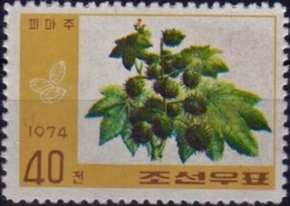 トウゴマ.北朝鮮.1974.jpg