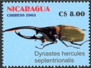 ヘラクレスオオツノカブト.ニカラグア.2003.jpg