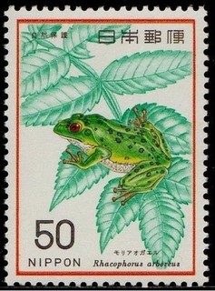 モリアオガエル.1976.jpg