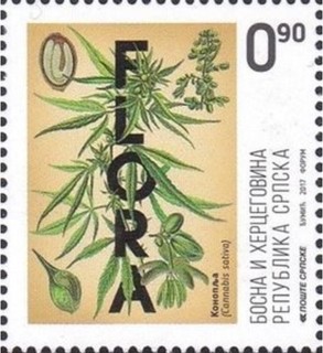 大麻.ボスニア.2017.jpg